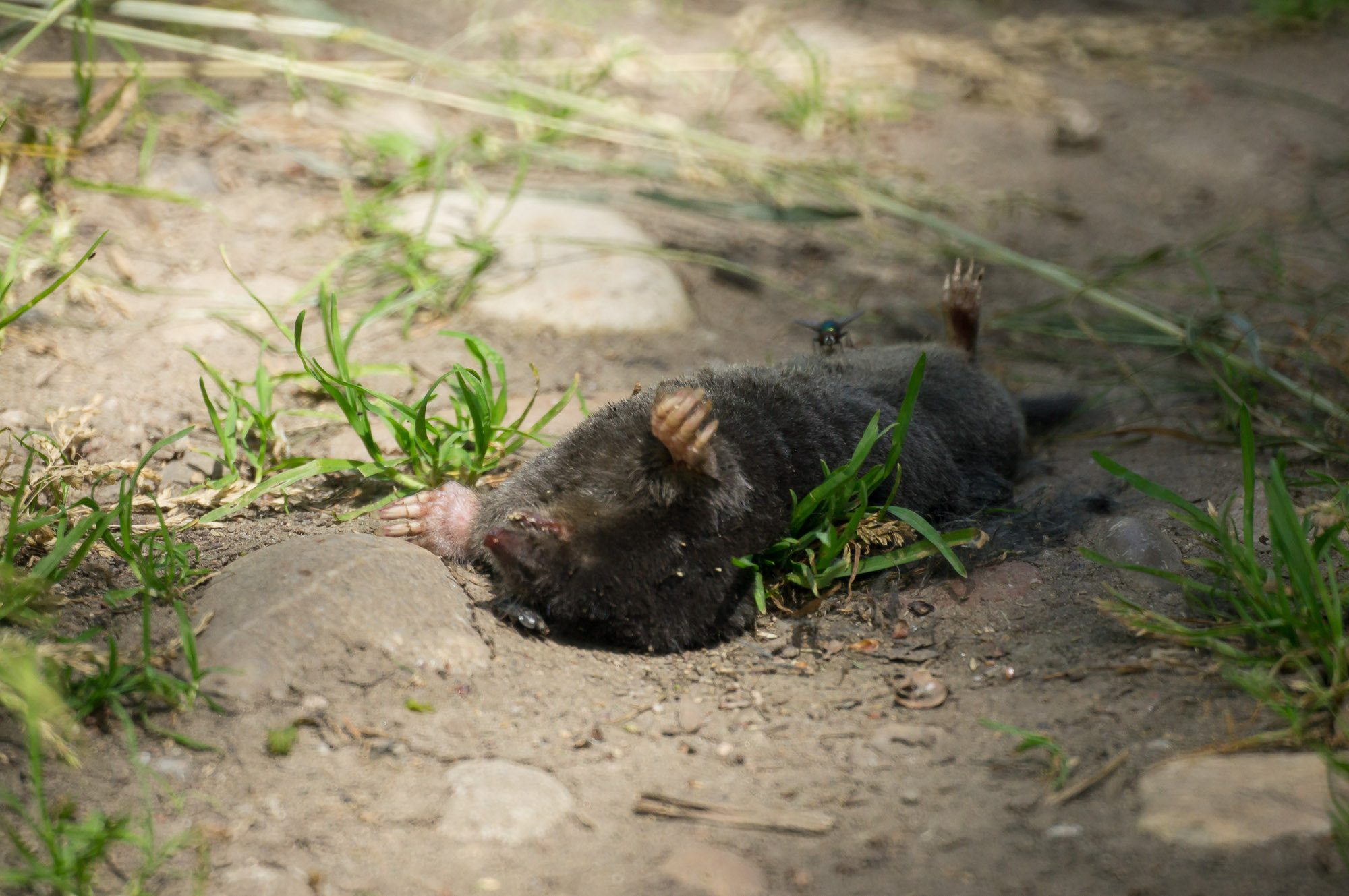 Sony Alpha DSLR-A580 + Sony 500mm F8 Reflex sample photo. Mole photography