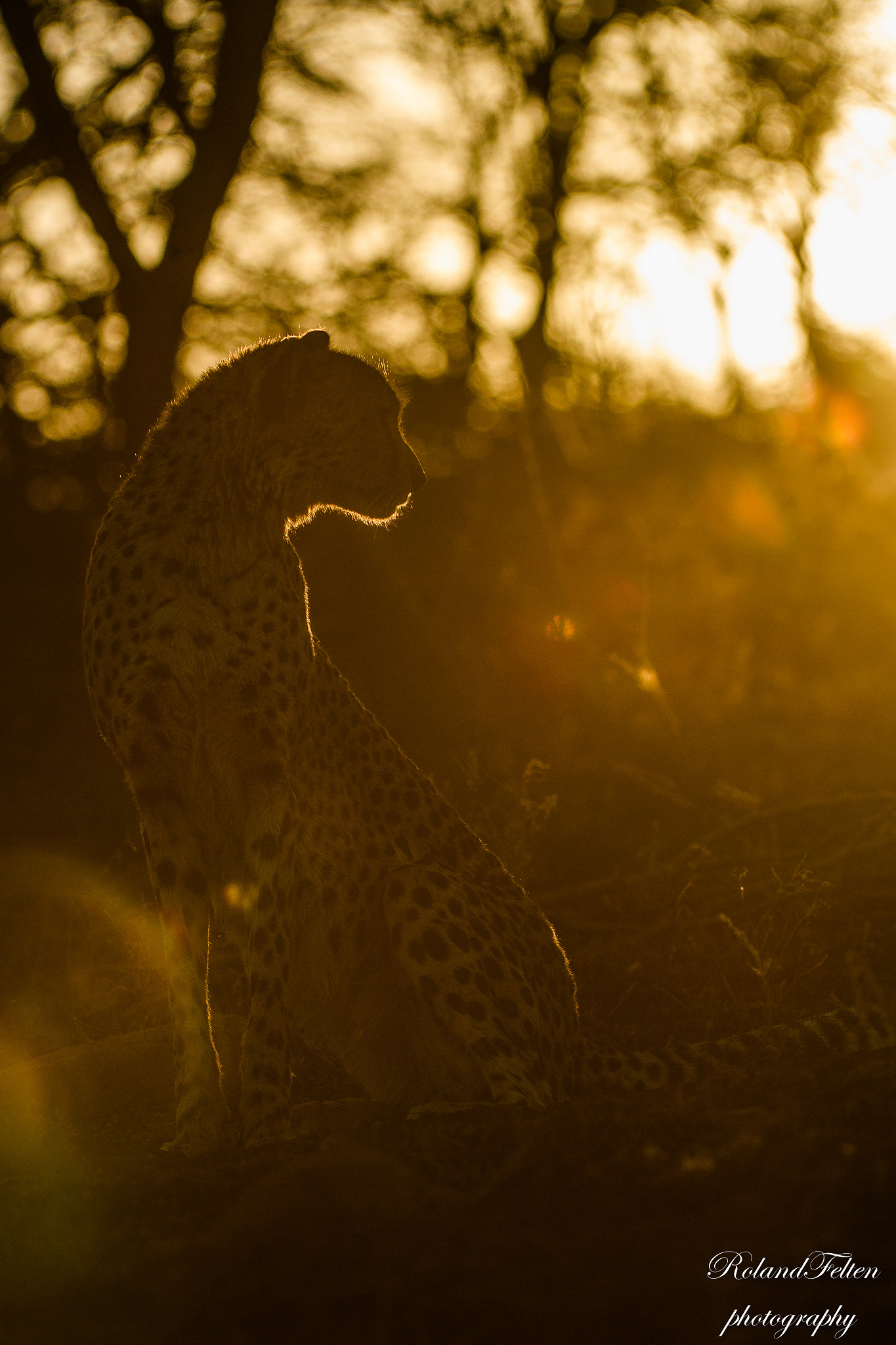 Nikon AF-S Nikkor 200-400mm F4G ED-IF VR sample photo. Cheetah in the evening sun photography
