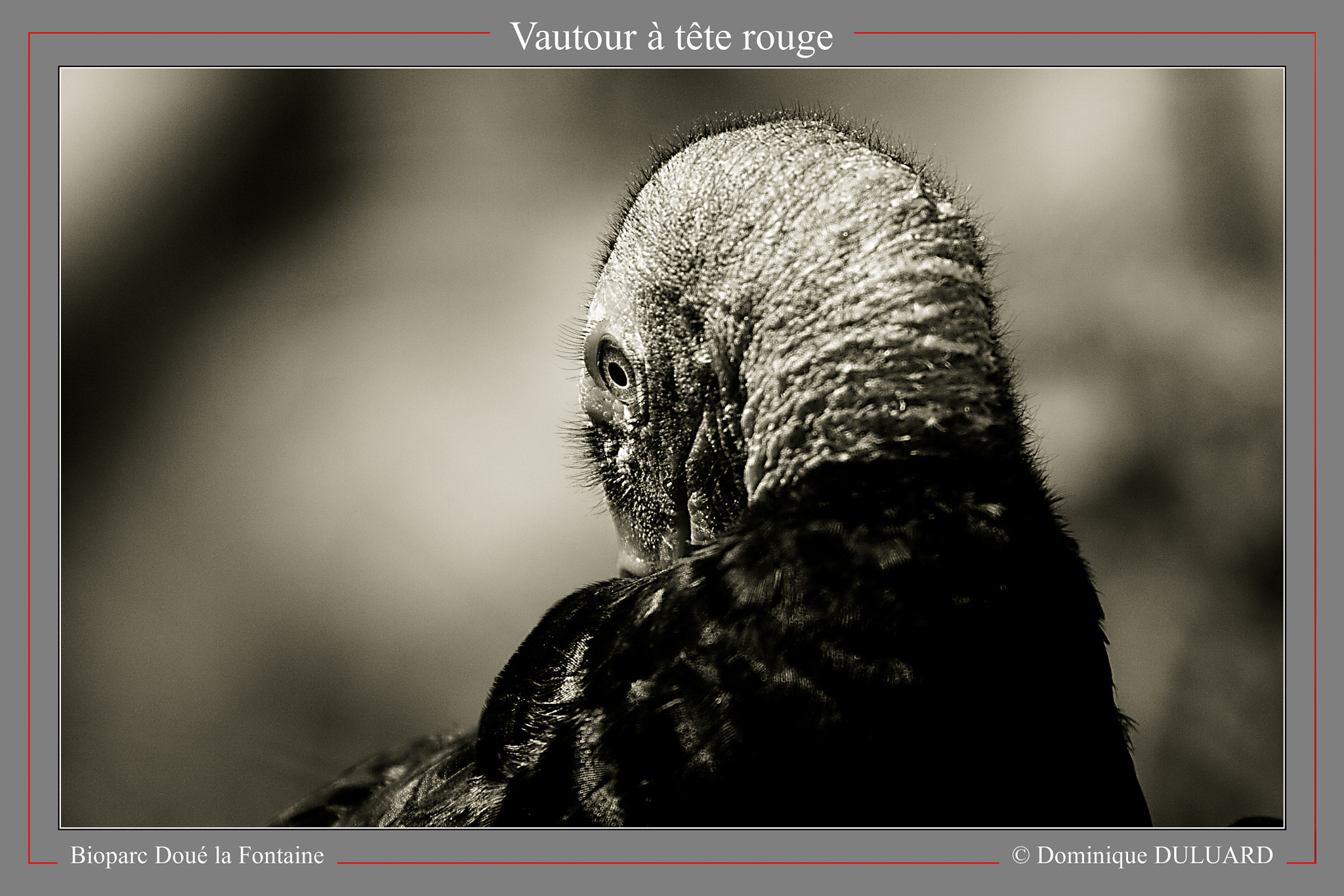 Canon EF 100-400mm F4.5-5.6L IS USM sample photo. 2013-07-12 douelafontaine 074.jpg photography