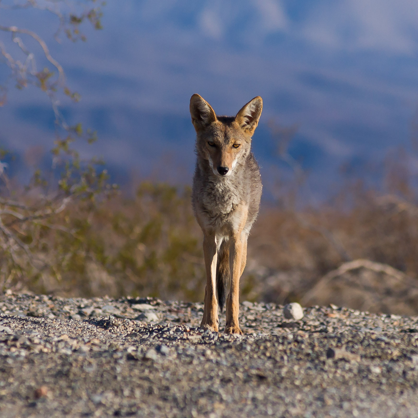 Sony Alpha DSLR-A850 + Minolta AF 80-200mm F2.8 HS-APO G sample photo. Coyote in desert photography