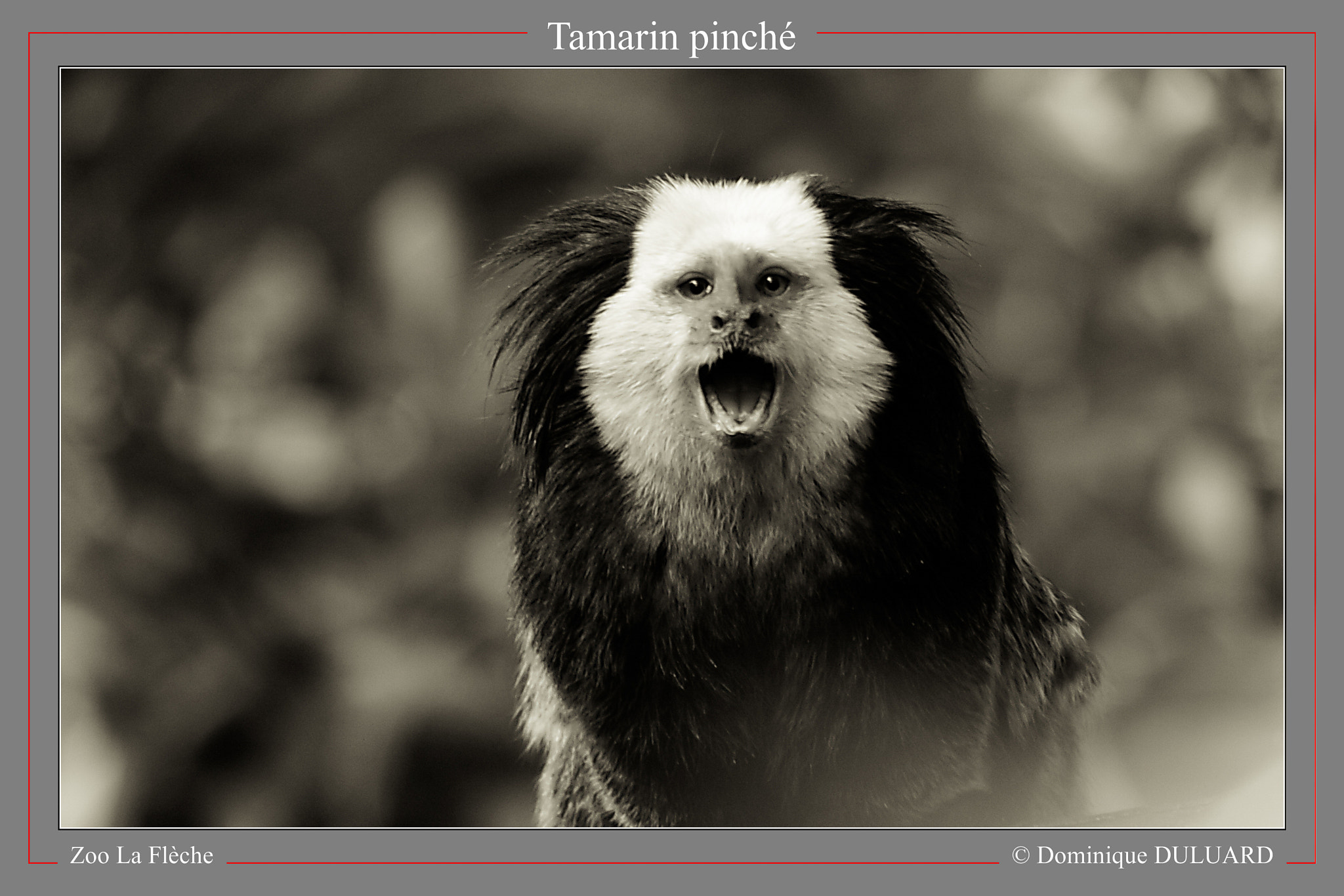 Canon EF 100-400mm F4.5-5.6L IS USM sample photo. 2014-09-05 lafleche 055-3.jpg photography