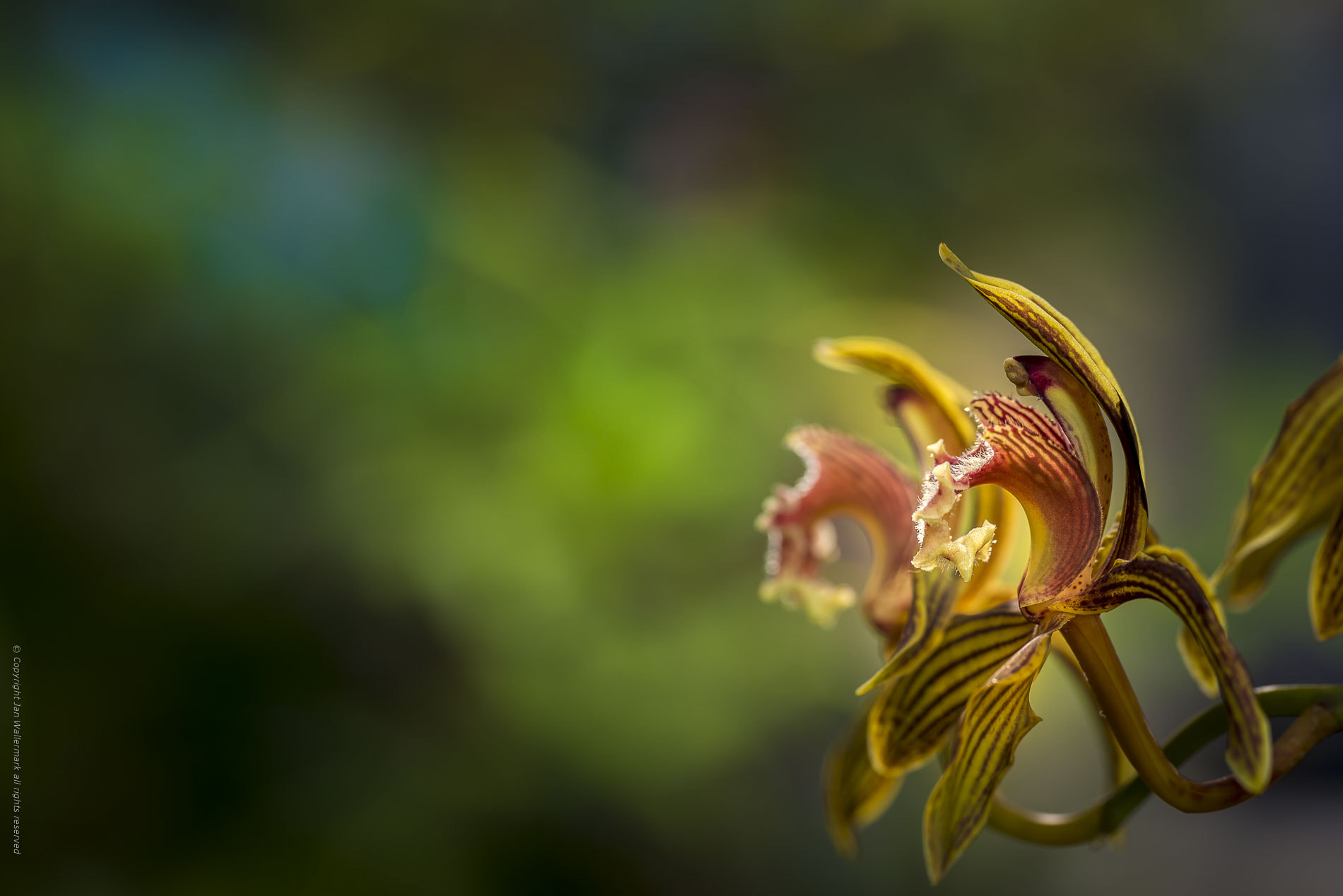 Nikon D800E sample photo. Duo orchids photography