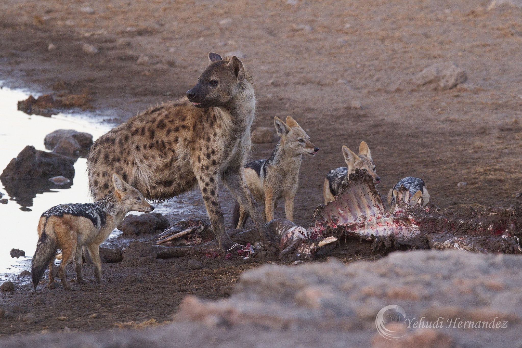 Canon EF 300mm F2.8L IS USM sample photo. Spotted hyena and jackals photography