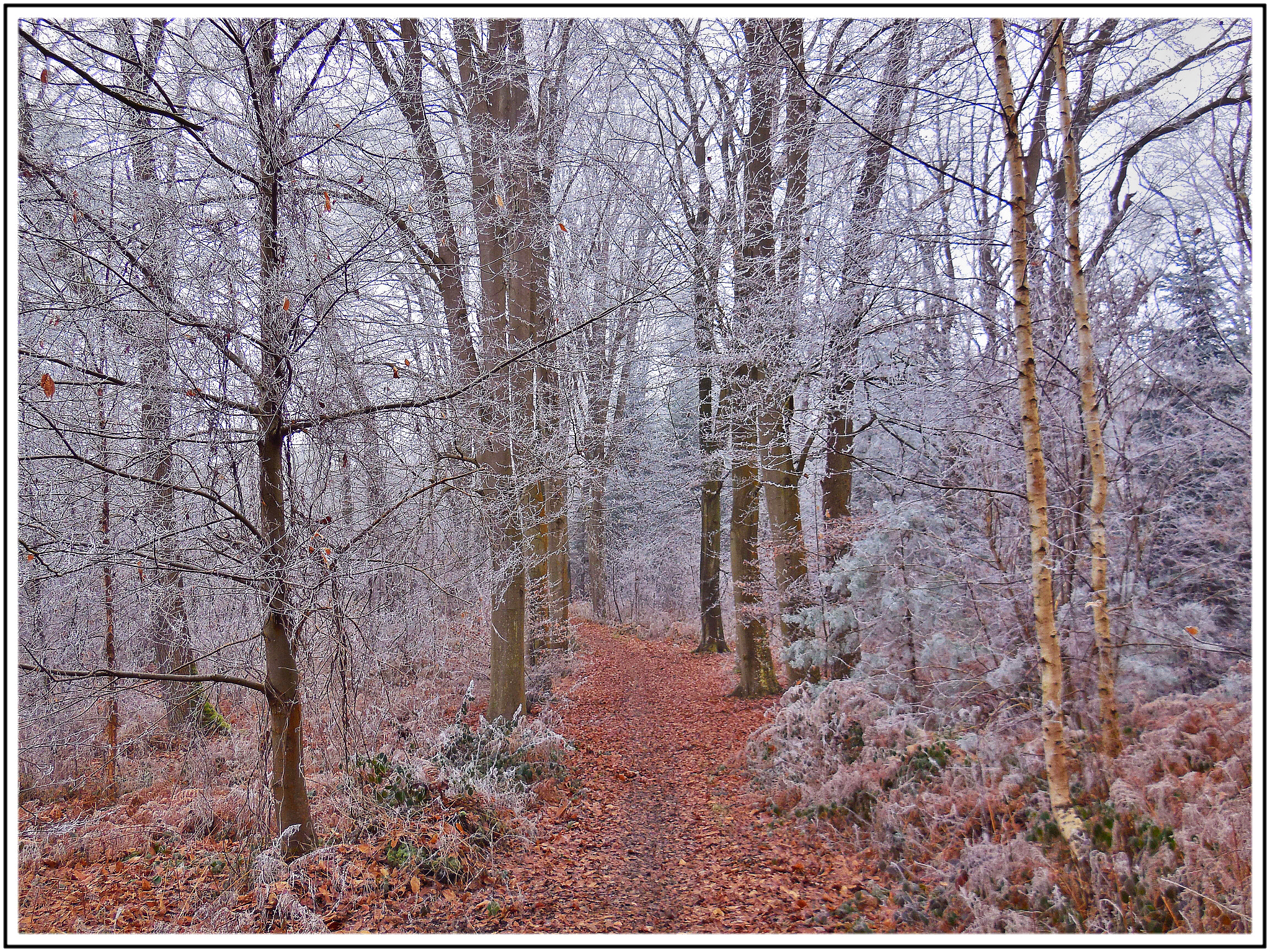 Nikon Coolpix S6500 sample photo. L'hiver est bien là, normandie, france photography