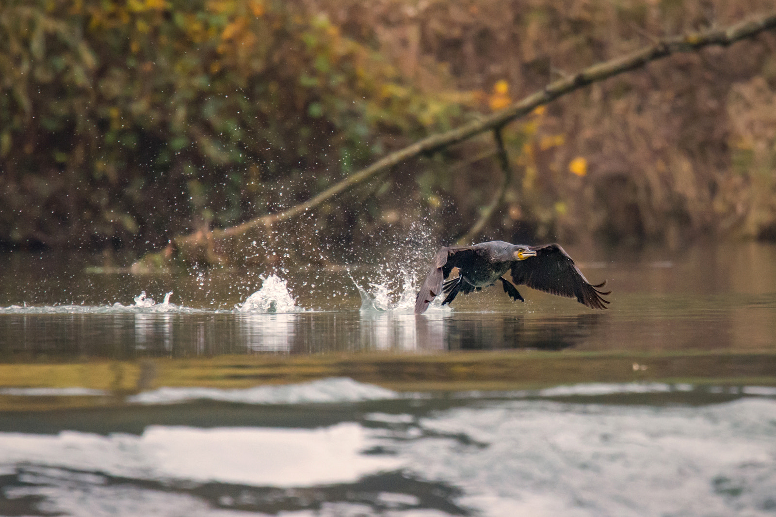 Nikon Nikkor AF-S 300mm F4E PF ED VR sample photo. Take off of the cormorant photography