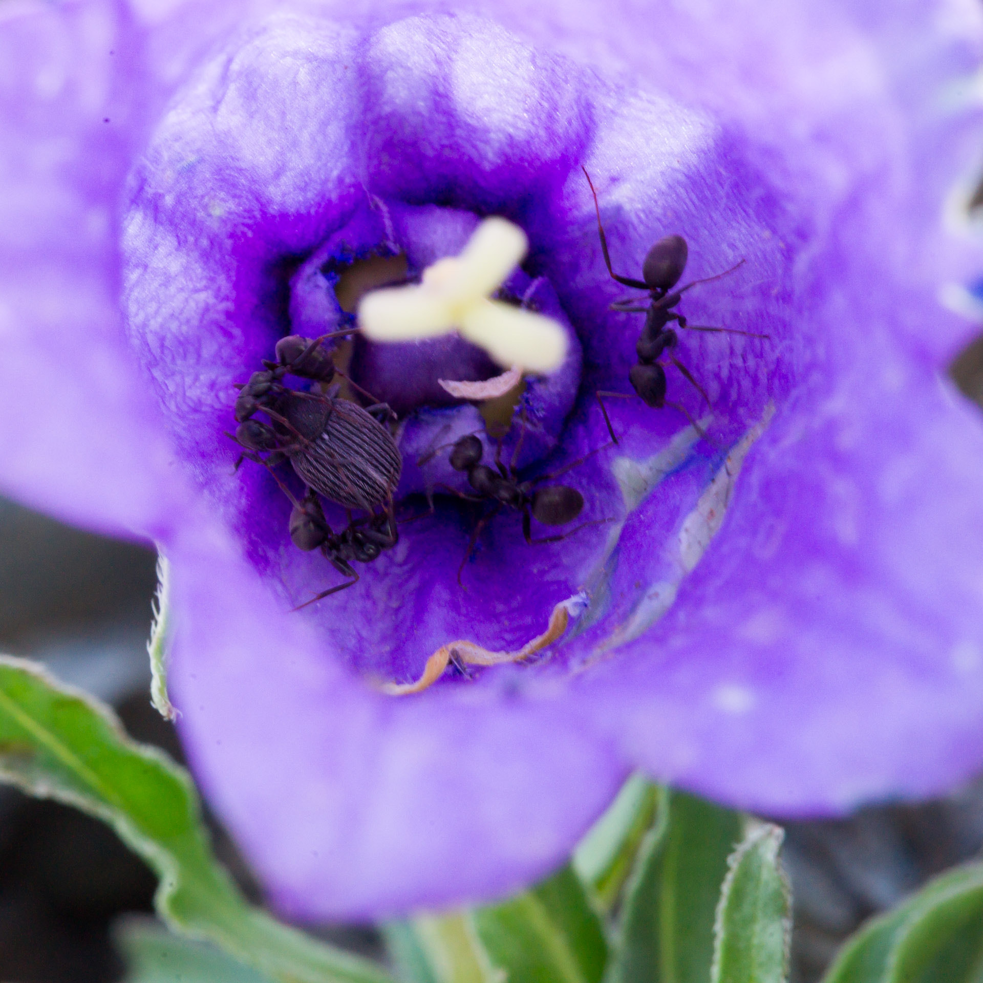 Sony Alpha DSLR-A850 + Minolta AF 100mm F2.8 Macro [New] sample photo. War in a flower photography