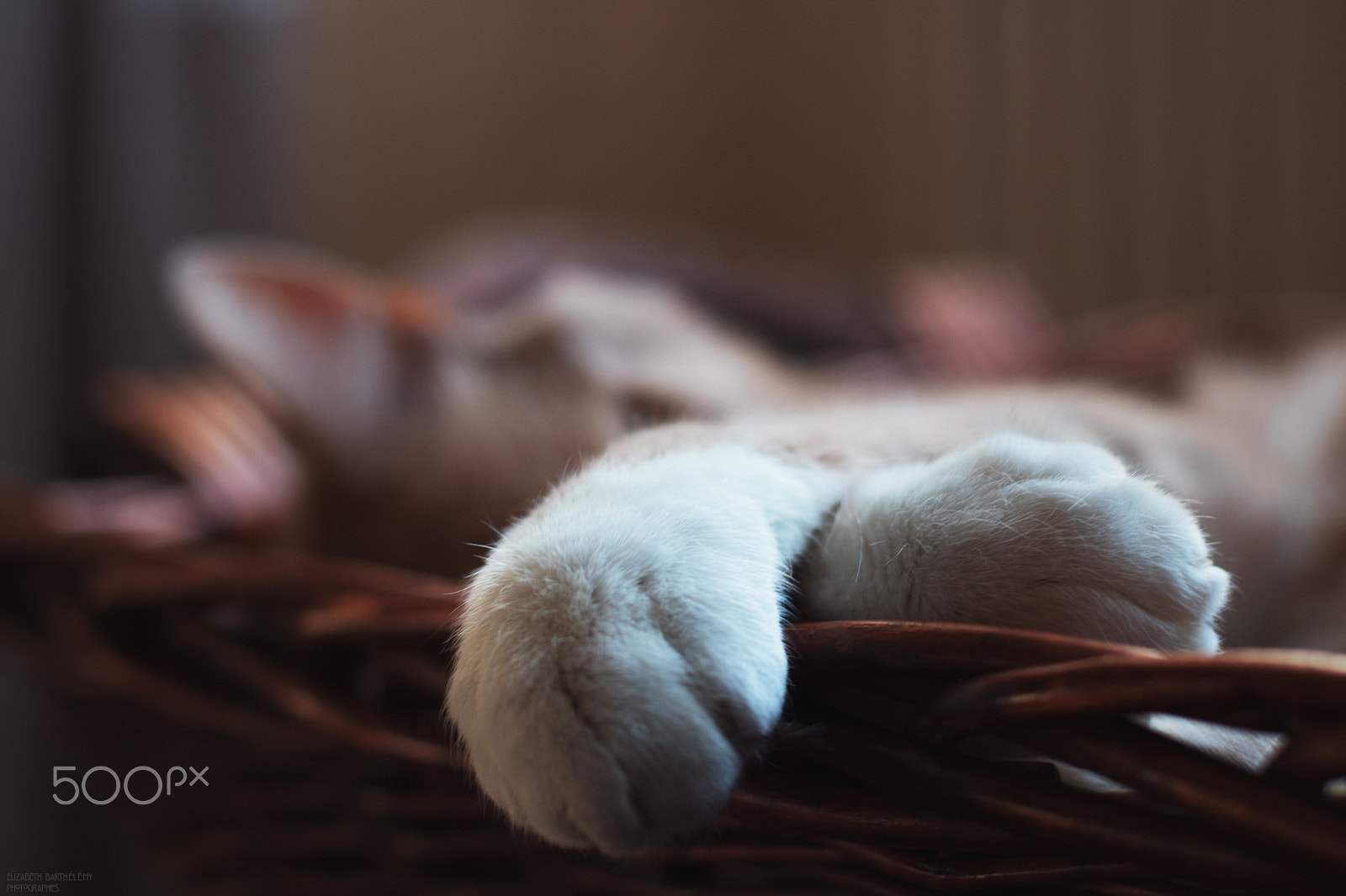 Canon EOS 760D (EOS Rebel T6s / EOS 8000D) + Canon EF 50mm F1.4 USM sample photo. Sleeping cat photography