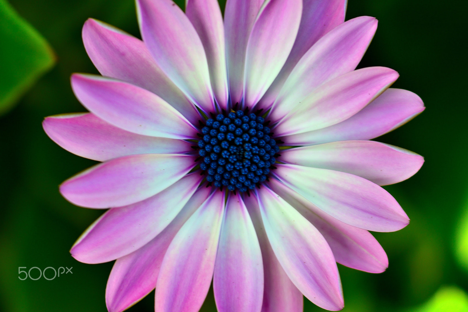 Sigma 105mm F2.8 EX DG Macro sample photo. Purple flower photography