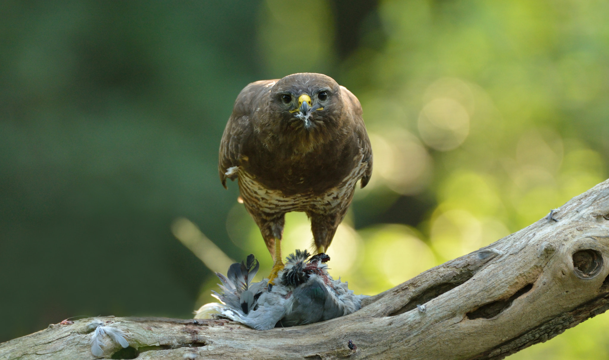 Nikon D600 + Nikon AF-S Nikkor 600mm F4G ED VR sample photo. Buizerd photography