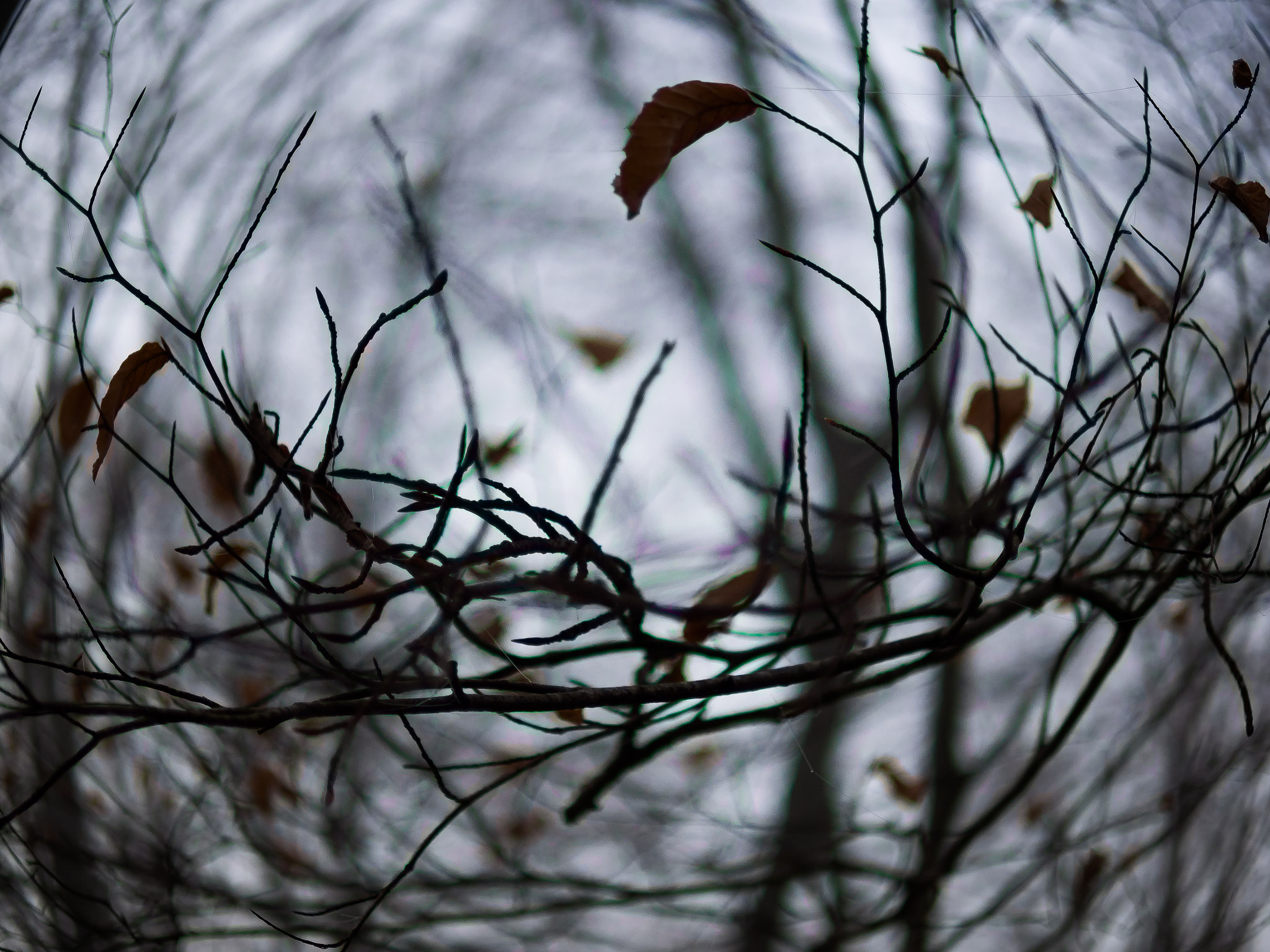 Olympus OM-D E-M10 II + Panasonic Leica DG Summilux 25mm F1.4 II ASPH sample photo. Neutralise photography