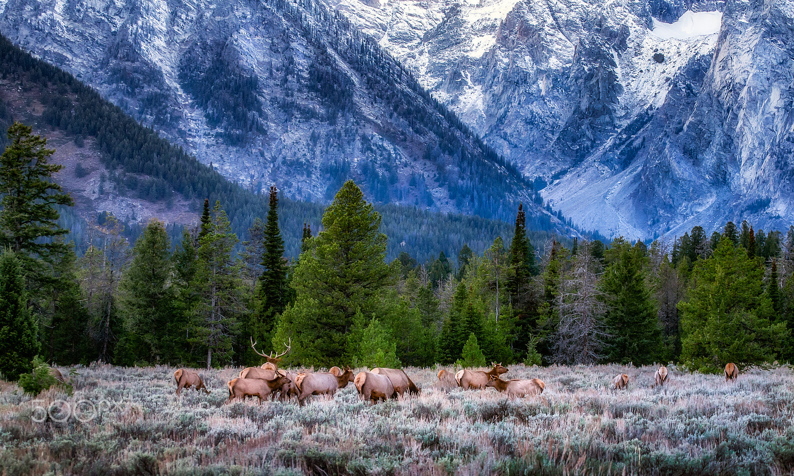Canon EF 100-400mm F4.5-5.6L IS USM sample photo. Elk in yellowstone photography