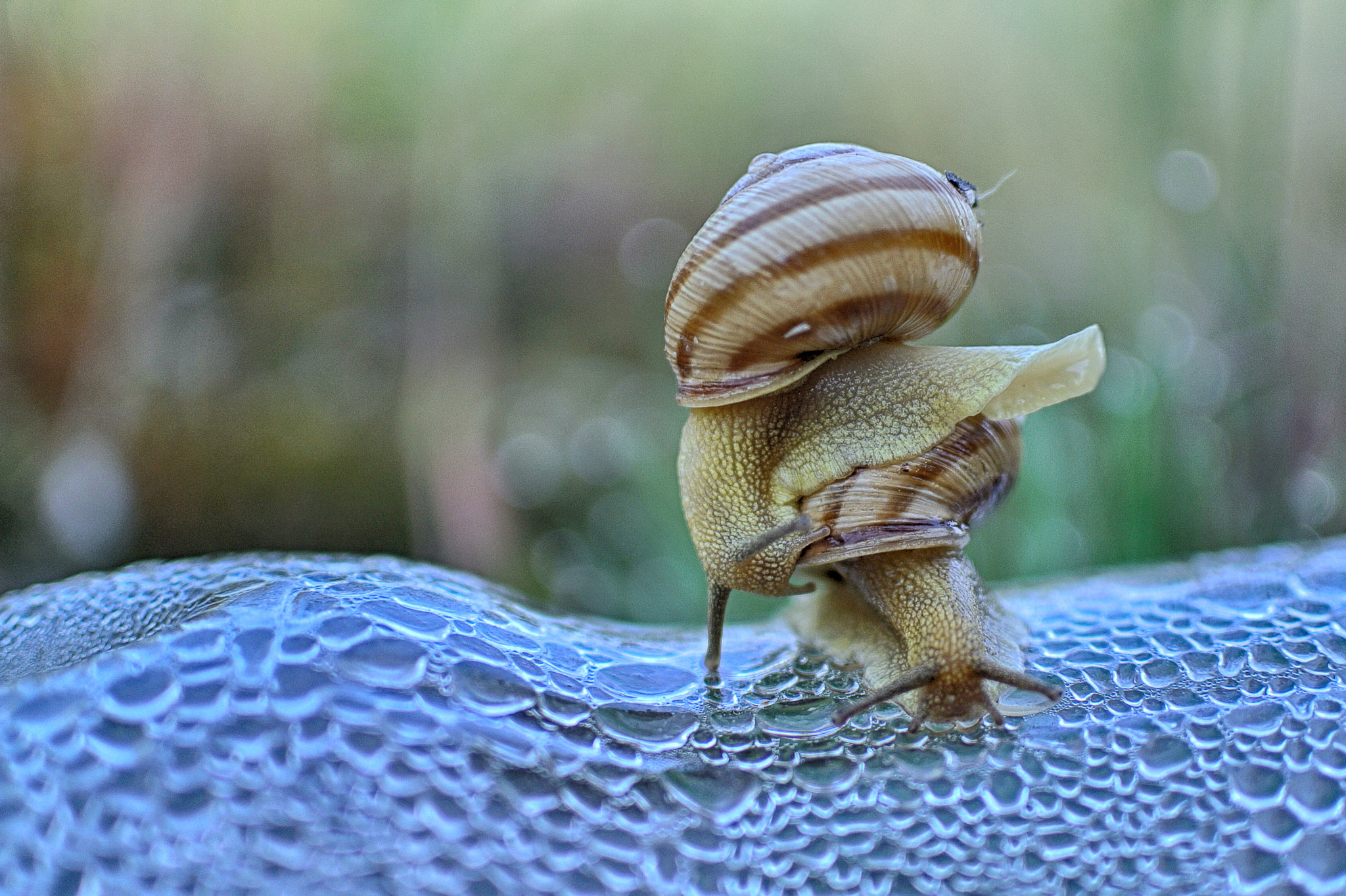 Nikon 1 J1 + Nikon 1 Nikkor 18.5mm F1.8 sample photo. Love snails ) photography