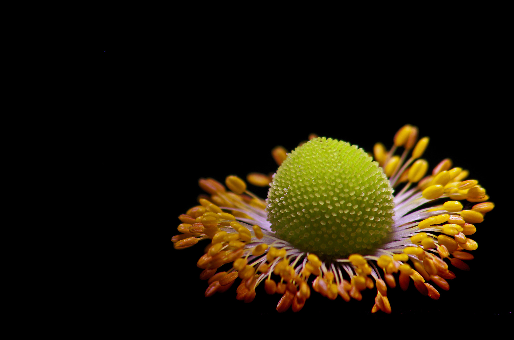 Pentax K-5 sample photo. Flower pop photography