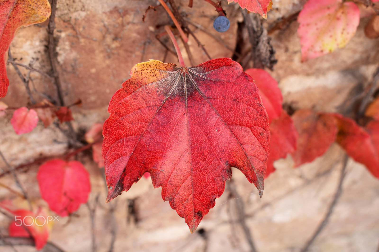 Nikon D3300 + Sigma 50mm F1.4 EX DG HSM sample photo. Autumn leaves photography