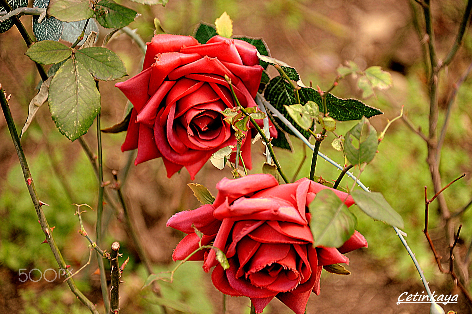 Nikon D3 sample photo. Double red roses photography