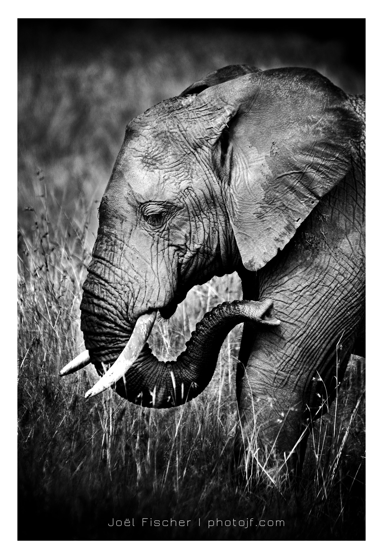 Sigma 150mm f/2.8 EX DG OS HSM APO Macro sample photo. Elegant pachyderme photography