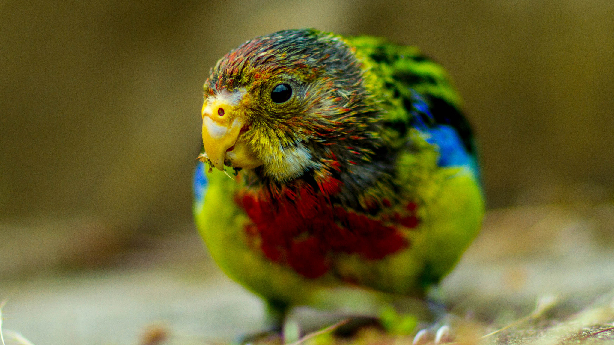 Canon EOS 7D + Canon EF 85mm F1.2L II USM sample photo. Juvenile eastern rosella photography