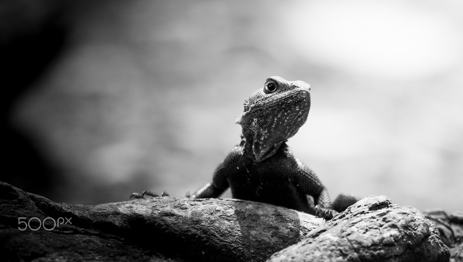 Canon EF 100-400mm F4.5-5.6L IS USM sample photo. African redhead agama photography