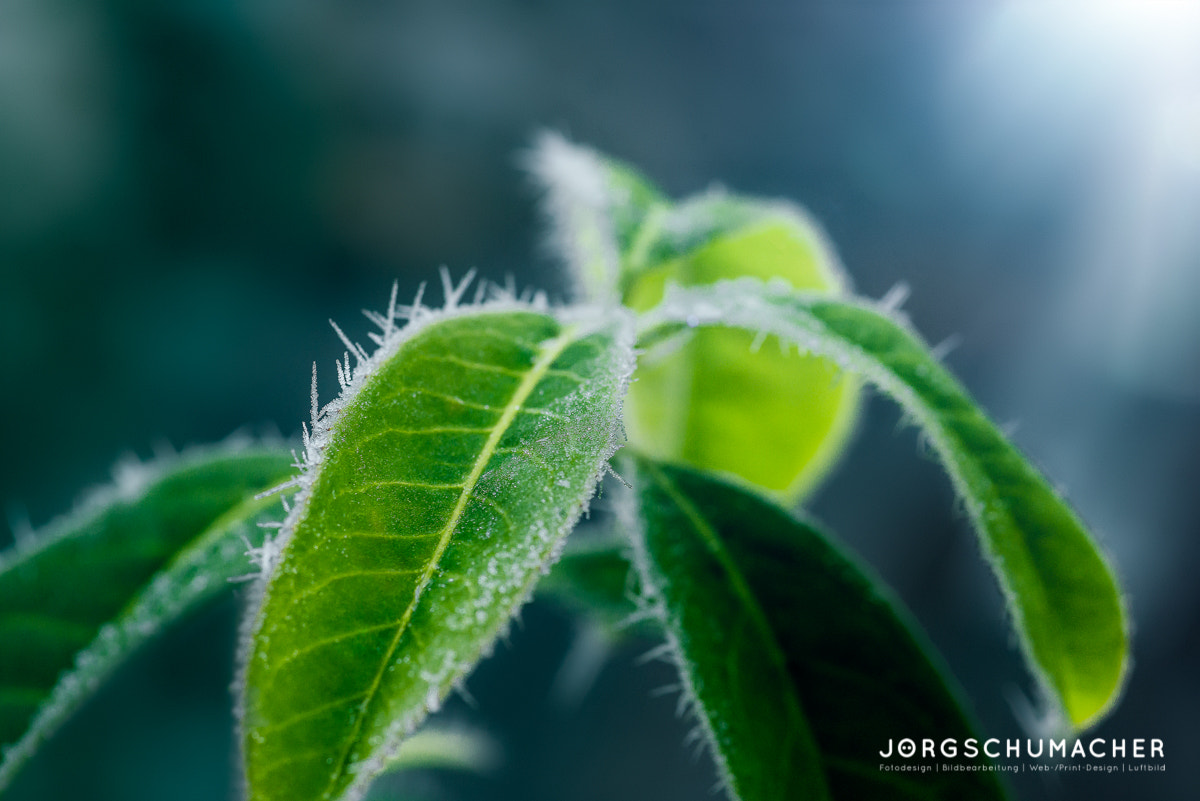 Nikon D800 + Tokina AT-X Pro 100mm F2.8 Macro sample photo. Leaf photography