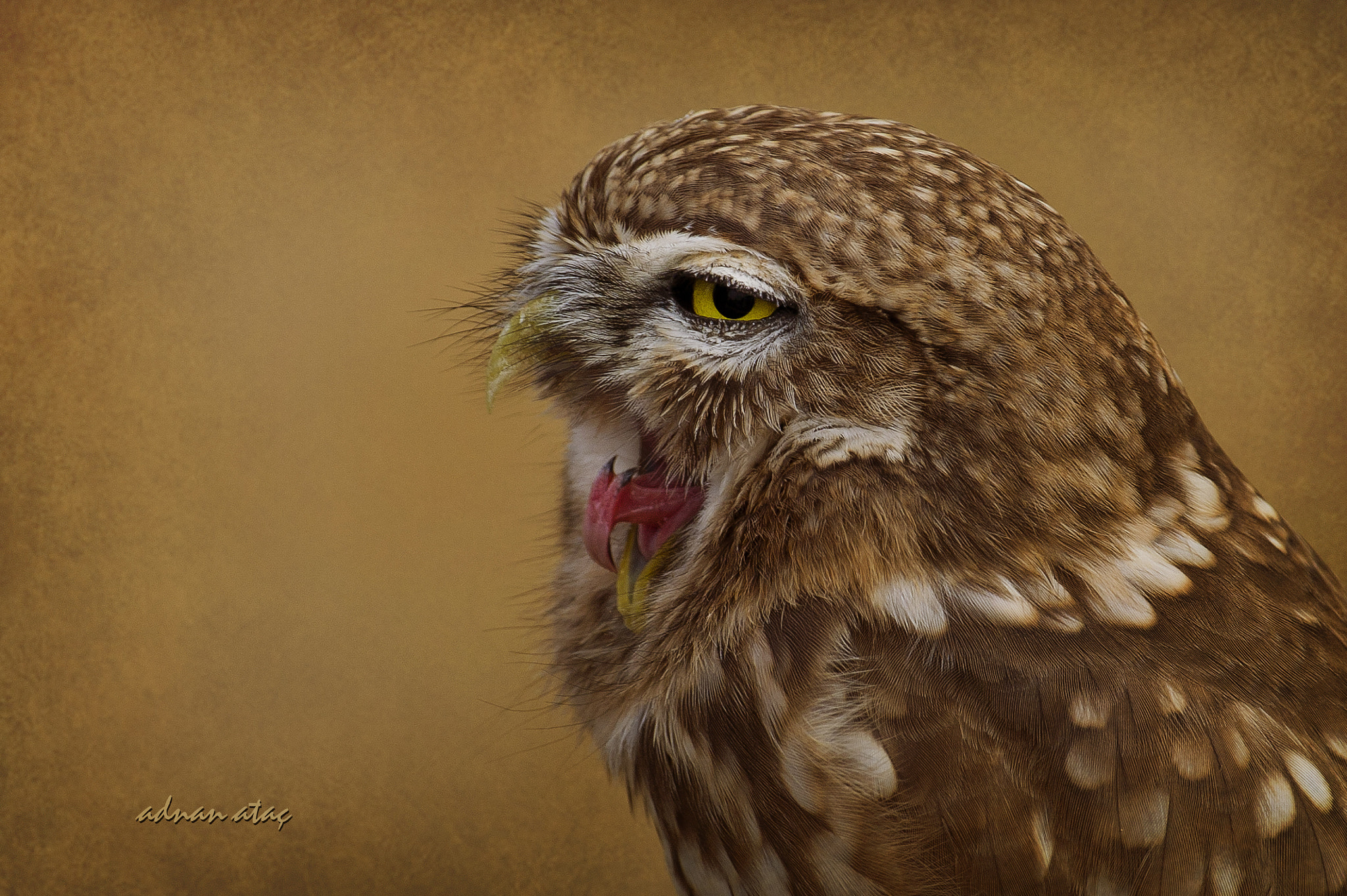 Sigma 300-800mm F5.6 EX DG HSM sample photo. Kukumav - little owl - athene noctua photography