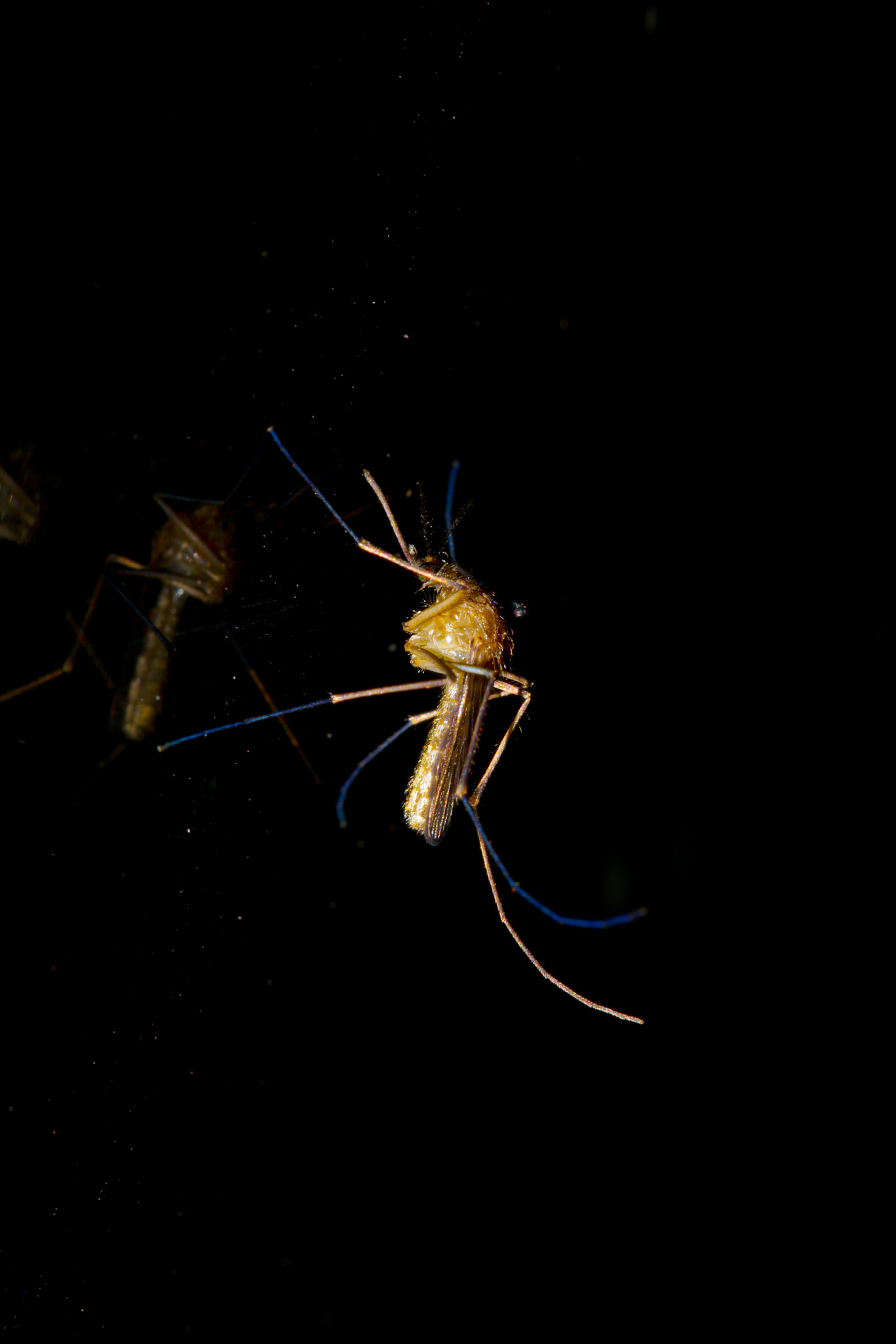 Canon EOS 760D (EOS Rebel T6s / EOS 8000D) sample photo. Mosquito photography