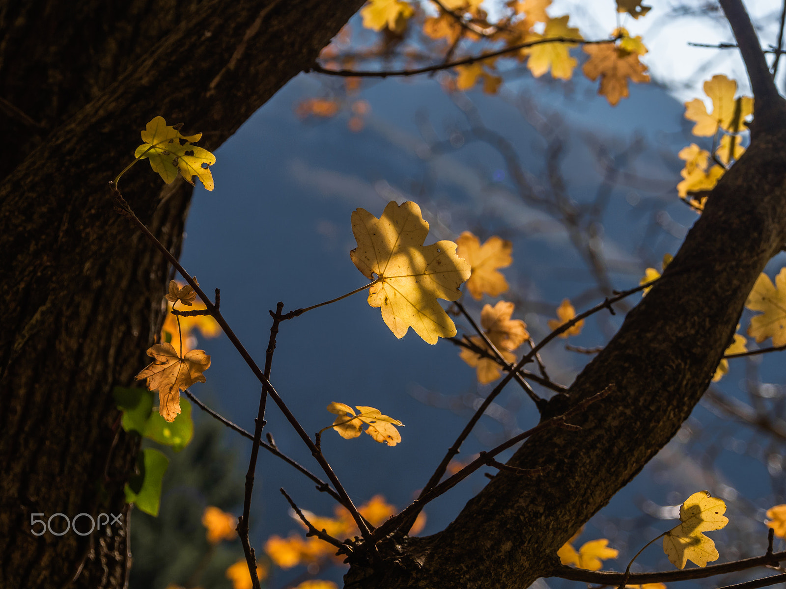 Olympus PEN E-PL5 sample photo. Autumn leaves photography