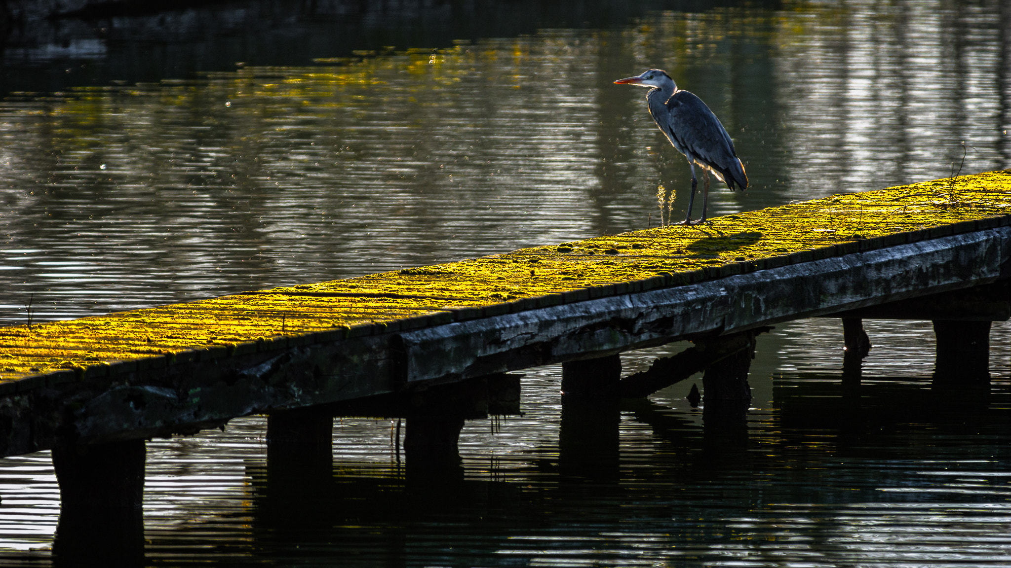 Pentax smc DA* 300mm F4.0 ED (IF) SDM sample photo. Héron contre-jour photography