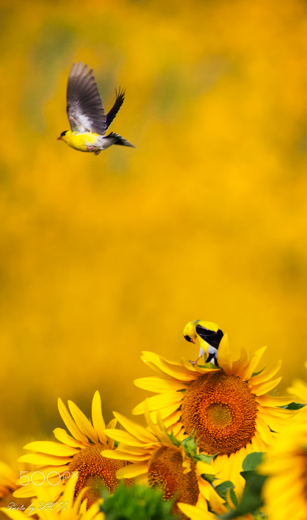 Canon EOS 5D Mark II + 150-600mm F5-6.3 DG OS HSM | Sports 014 sample photo. Sunflower and bird in pa (3) photography