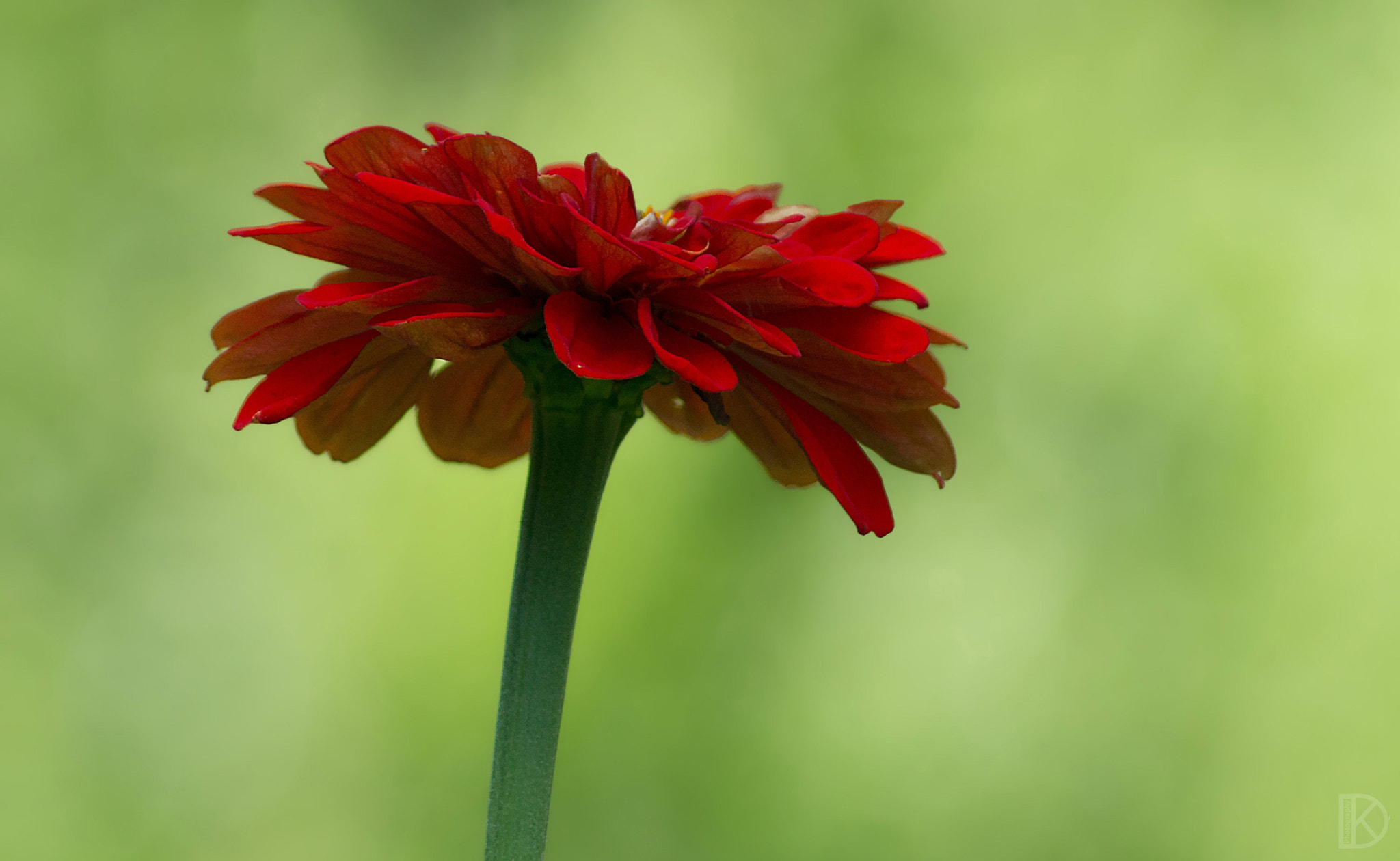 Sony 75-300mm F4.5-5.6 sample photo. Red flower photography