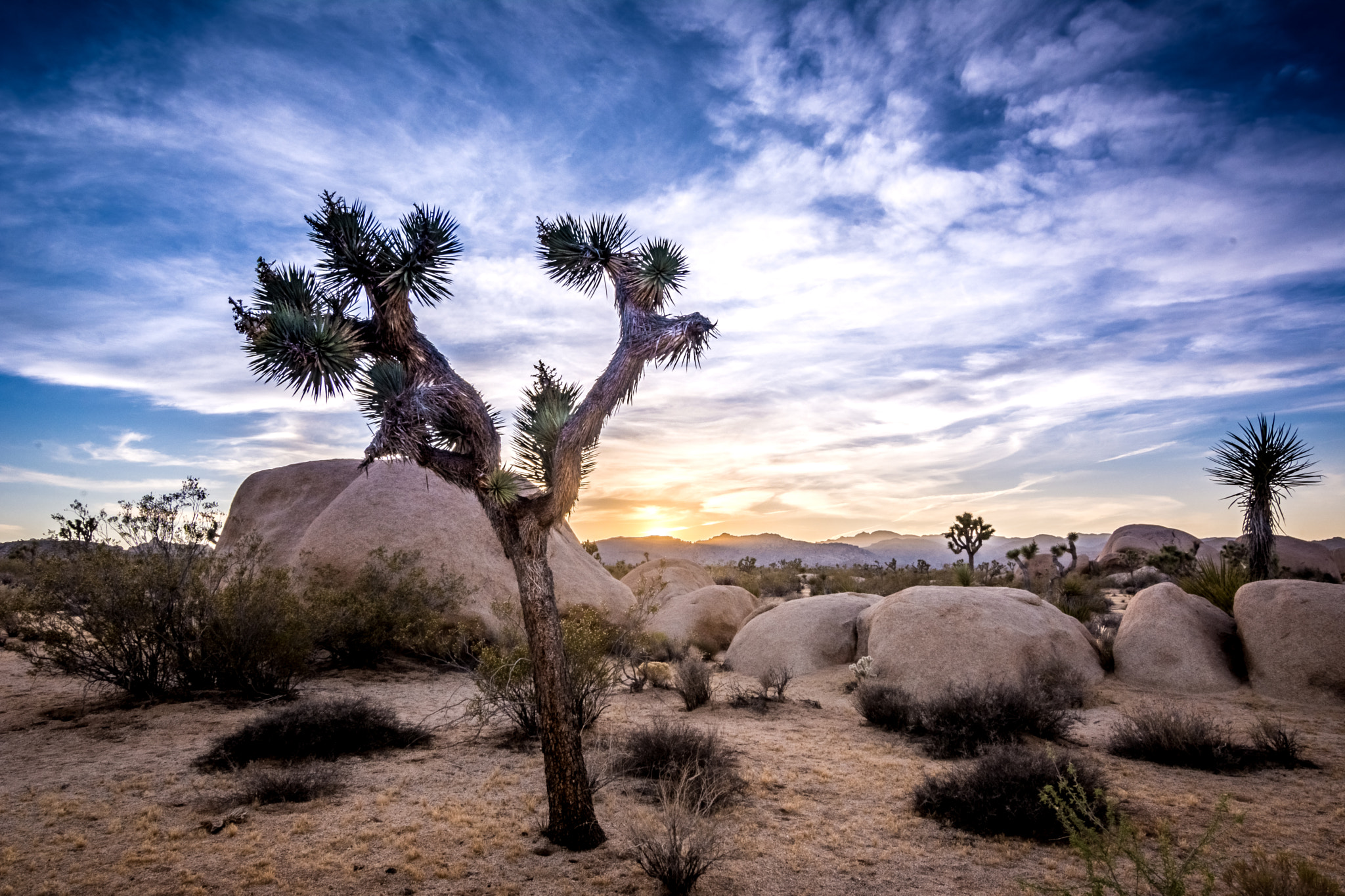 Tokina AT-X Pro 11-16mm F2.8 DX sample photo. Joshua tree hdr photography