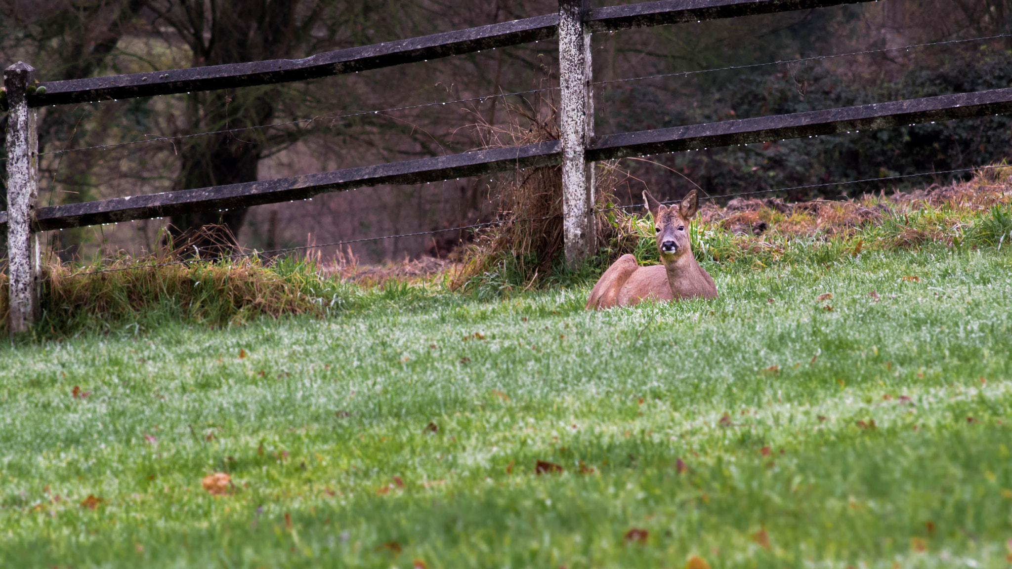 Nikon D750 + AF Nikkor 70-210mm f/4-5.6 sample photo. Deer in the garden photography