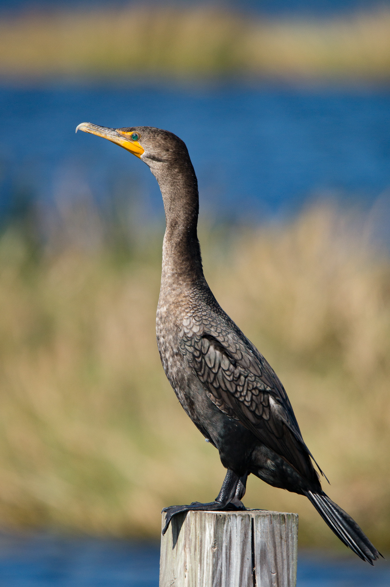 Sony SLT-A57 + Tamron SP 150-600mm F5-6.3 Di VC USD sample photo. Cormorant enjoying the afternoon sun photography