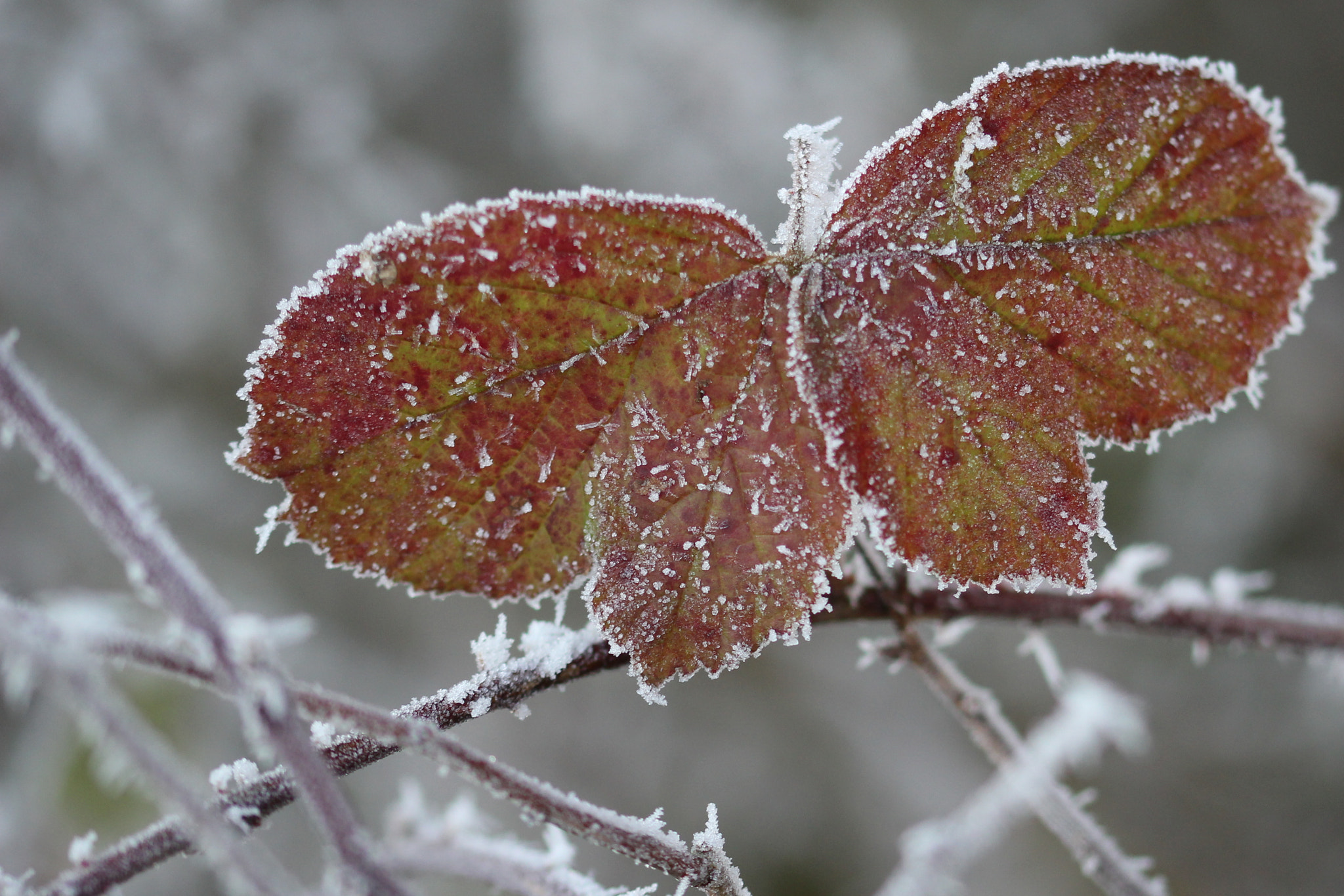 Sigma 105mm F2.8 EX DG OS HSM sample photo. Butterfly winter! photography