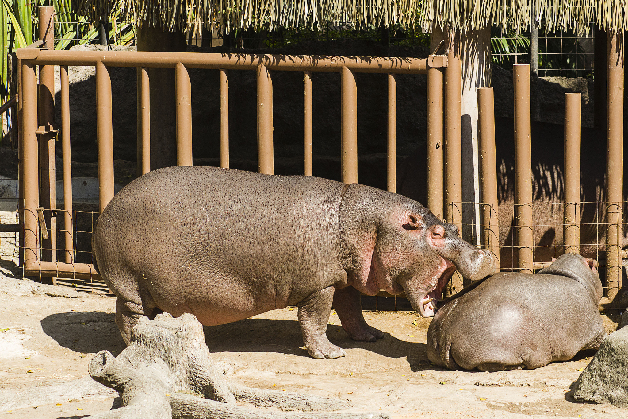 Nikon D7000 + AF Zoom-Nikkor 75-300mm f/4.5-5.6 sample photo. Hippo affection photography