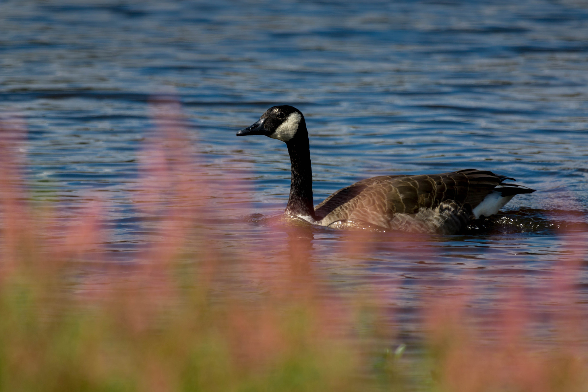 Canon EOS 70D + Canon EF 70-200mm F2.8L IS II USM sample photo. Canada goose photography