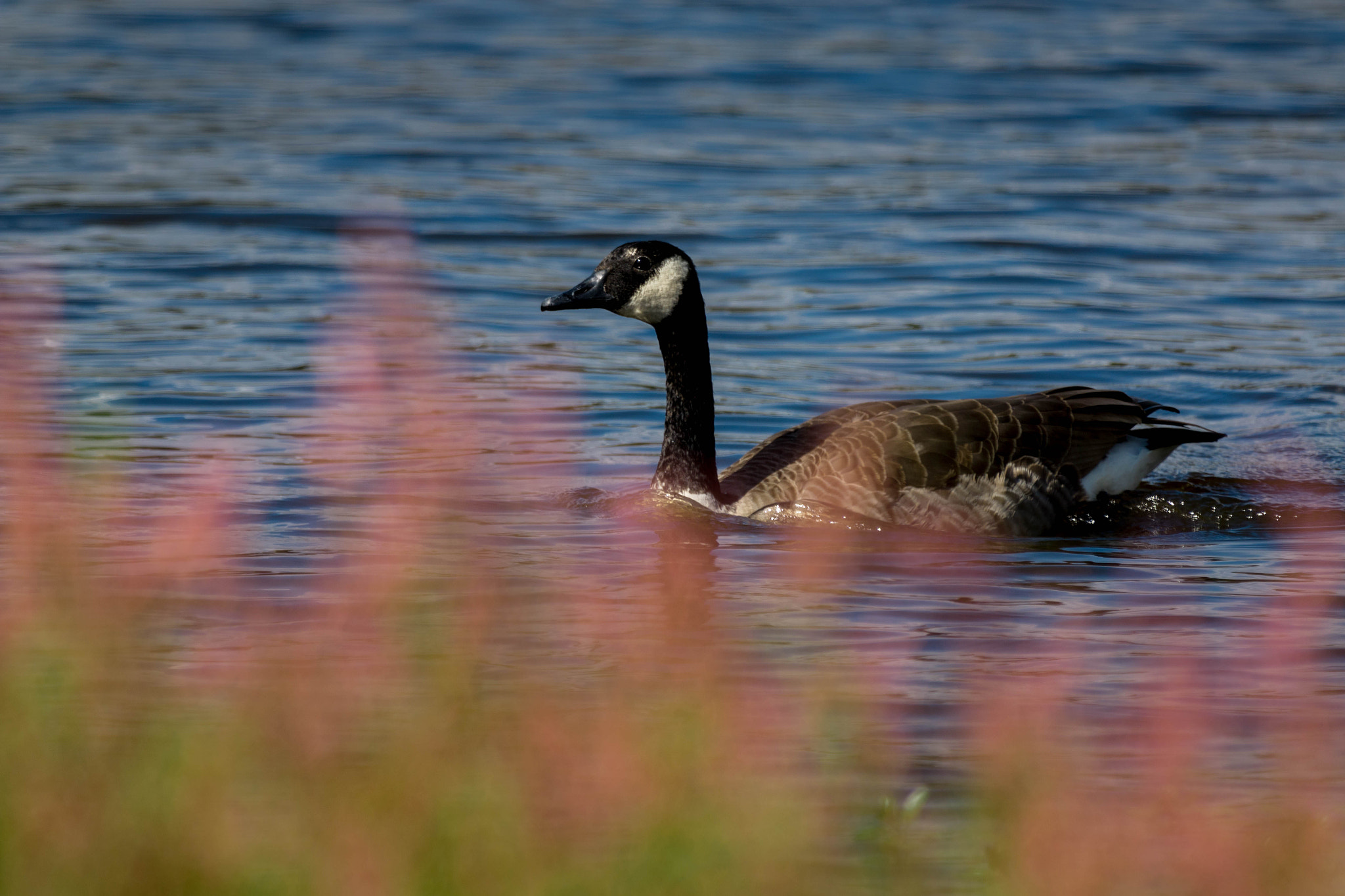 Canon EF 70-200mm F2.8L IS II USM sample photo. Canada goose photography
