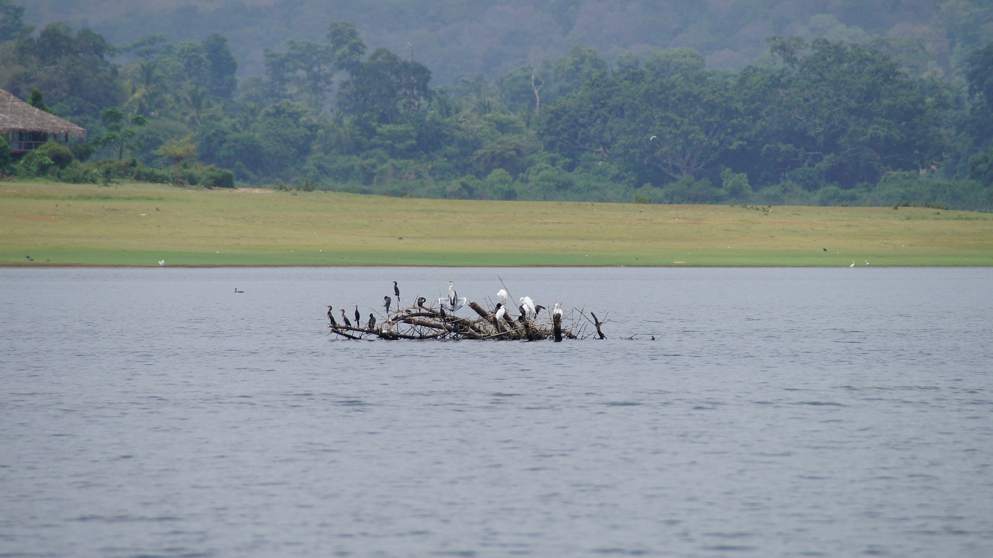 Sony SLT-A35 + Sony DT 55-300mm F4.5-5.6 SAM sample photo. Kabini photography