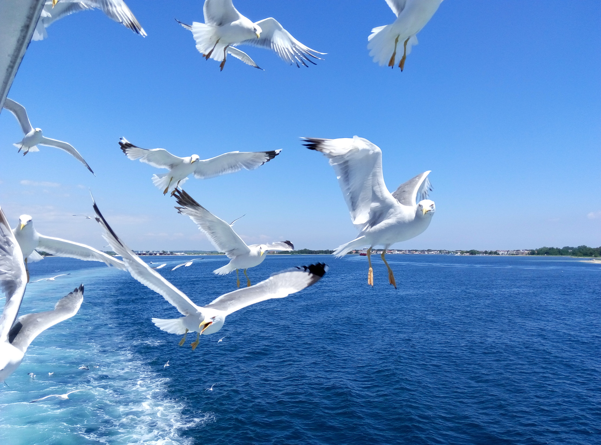 Meizu m1 note sample photo. Poulia photography