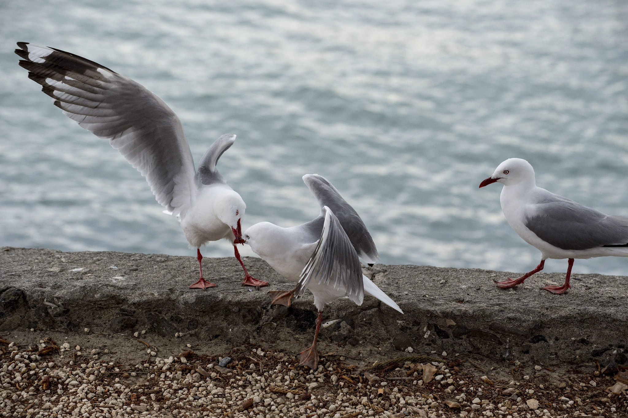 Nikon D4S sample photo. Seagull fight photography