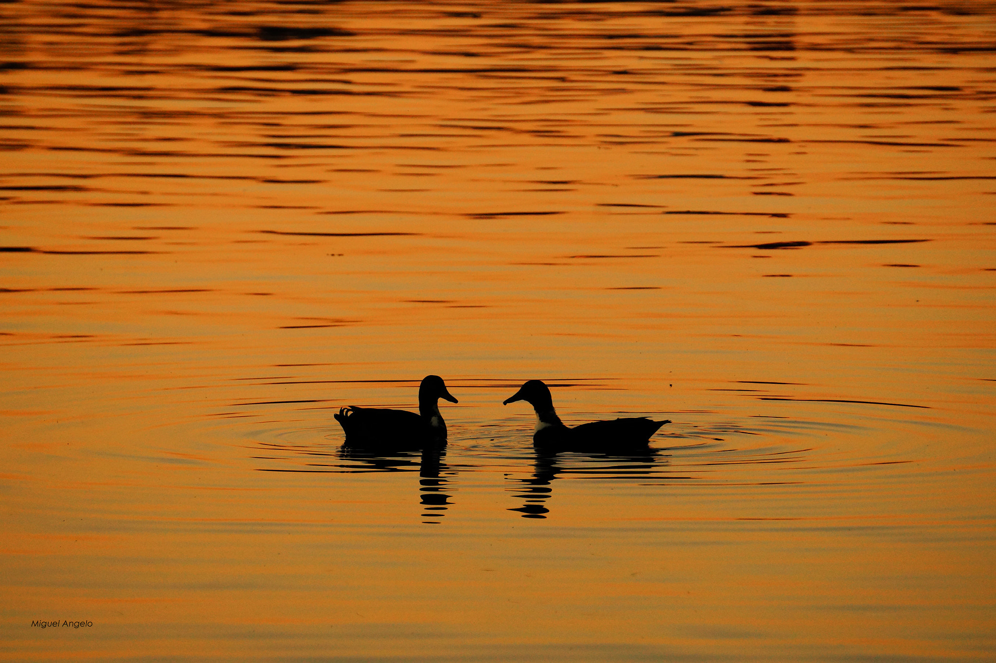 Sony Alpha a3000 sample photo. "synchronia" photography