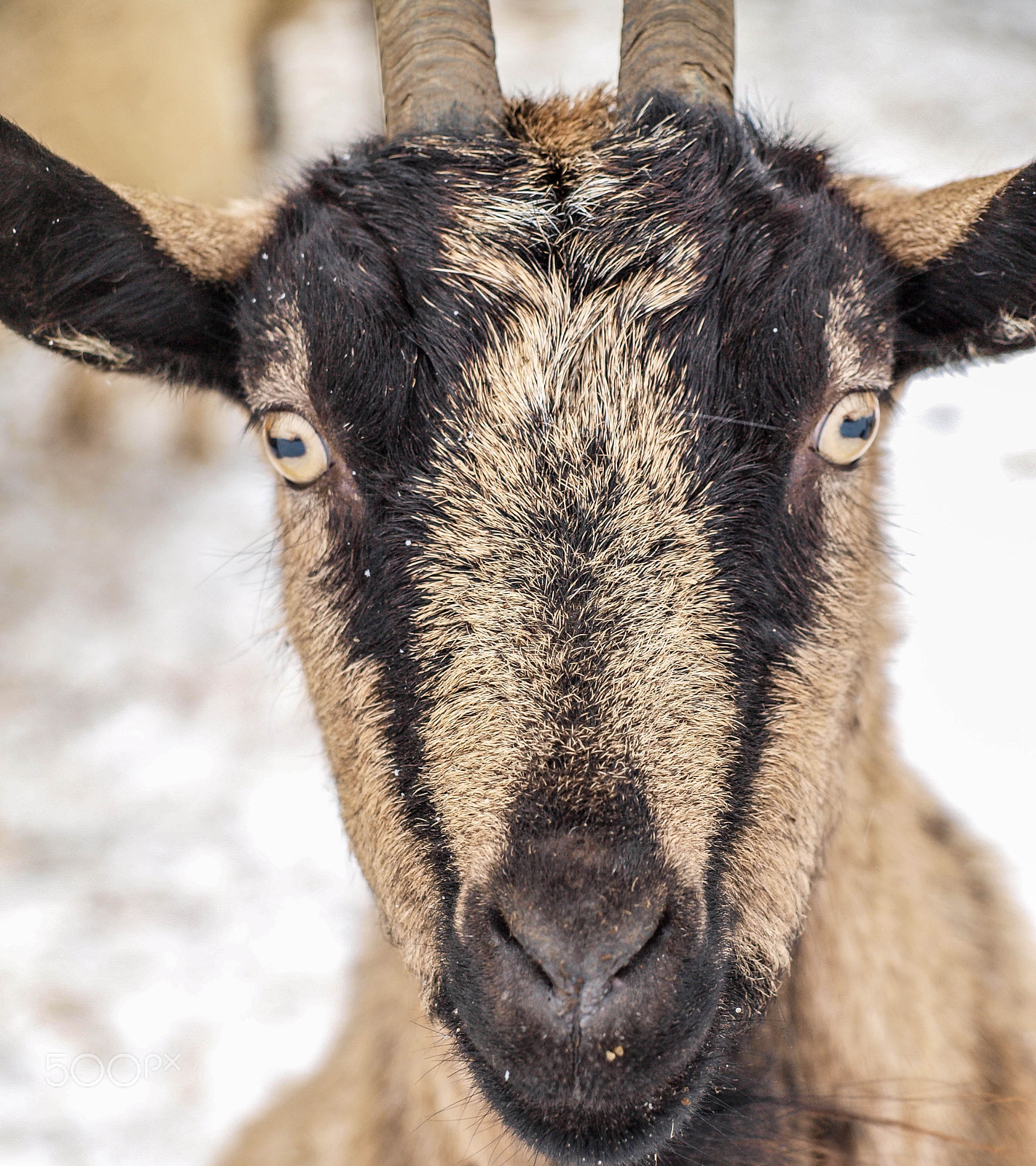 Olympus Zuiko Digital ED 40-150mm F4.0-5.6 sample photo. Goat photography