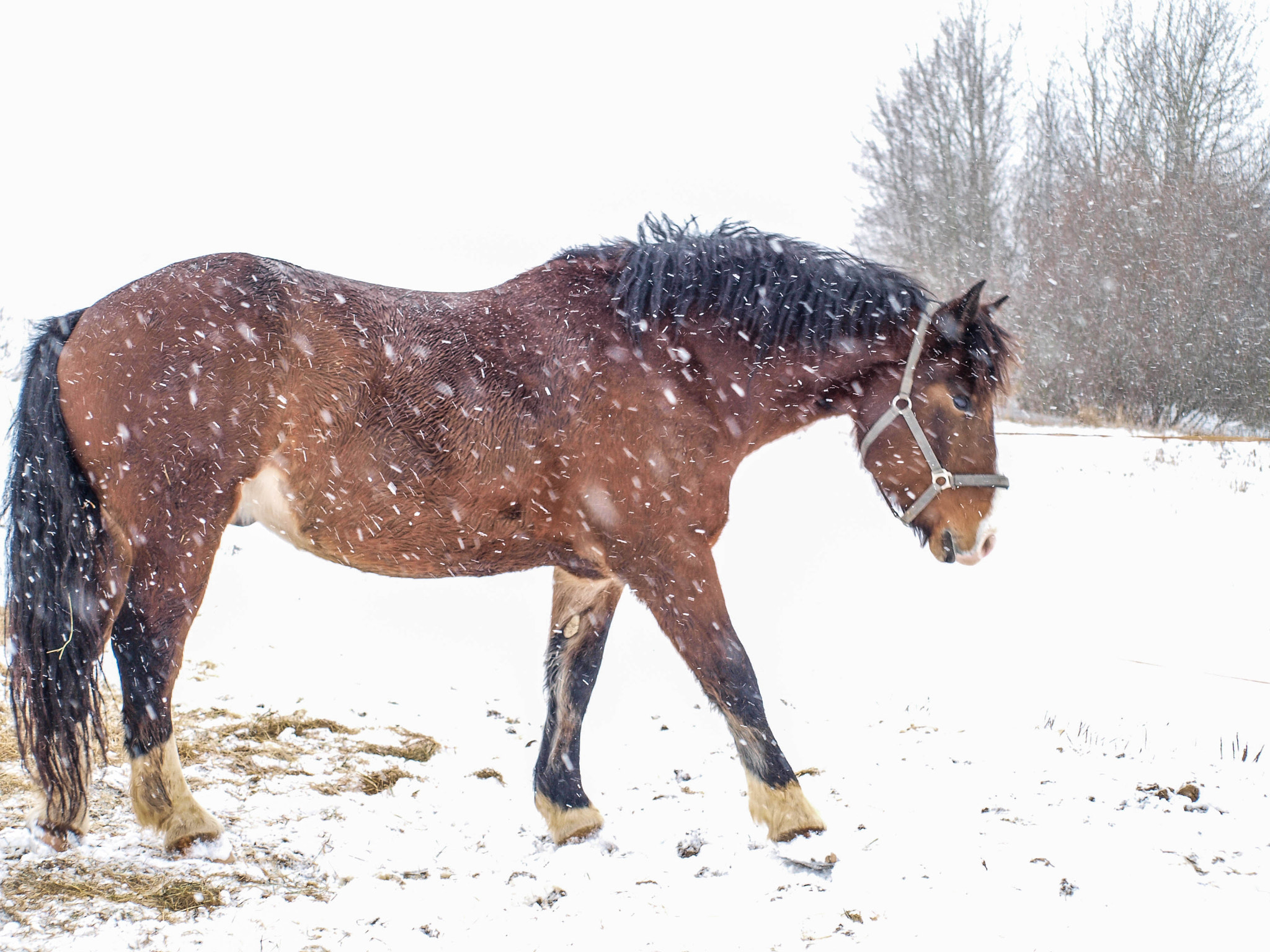 Olympus E-520 (EVOLT E-520) sample photo. Horse photography