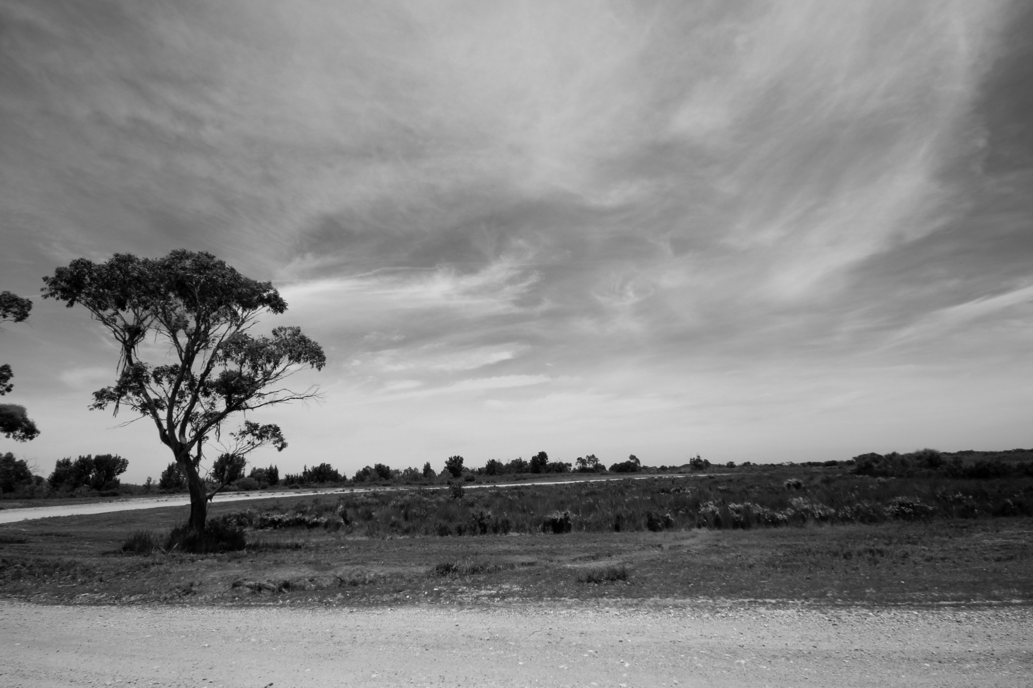 Canon EOS 100D (EOS Rebel SL1 / EOS Kiss X7) + Sigma 10-20mm F4-5.6 EX DC HSM sample photo. Black and white tree photography