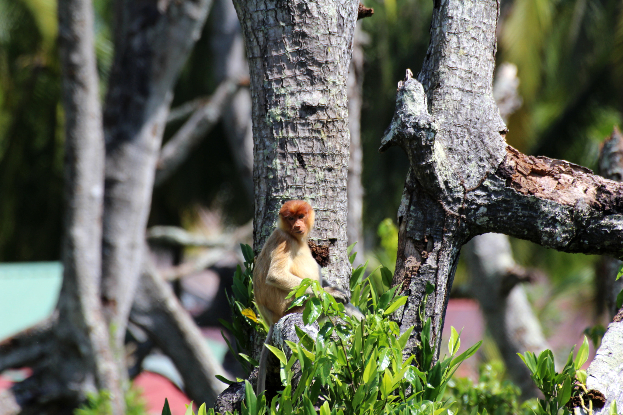 Canon EOS 100D (EOS Rebel SL1 / EOS Kiss X7) sample photo. Monkey business photography