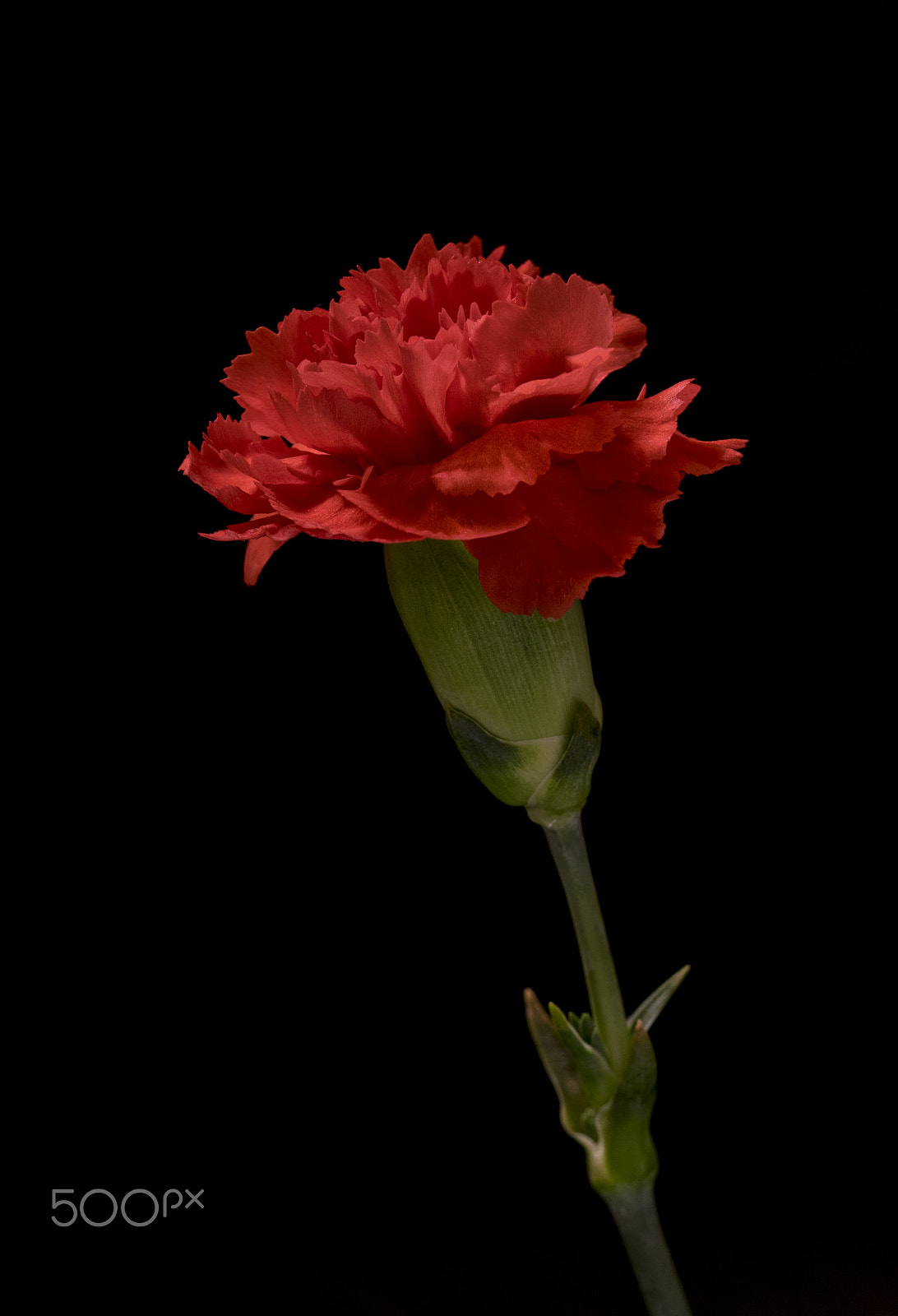 Sigma 105mm F2.8 EX DG OS HSM sample photo. Red carnation photography