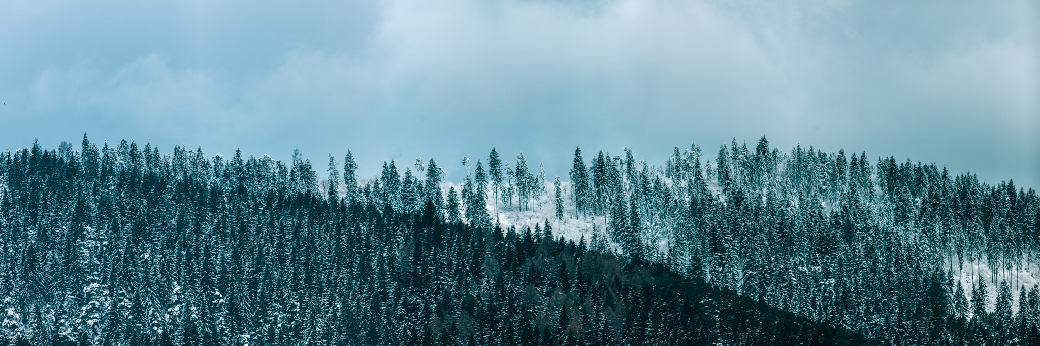Canon EF 300mm F2.8L IS USM sample photo. 53 photography
