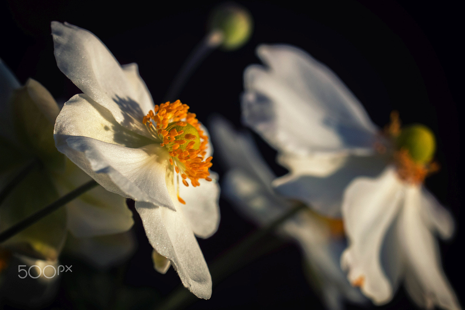 Canon EOS 70D + Tamron SP AF 60mm F2 Di II LD IF Macro sample photo. Summer memories photography