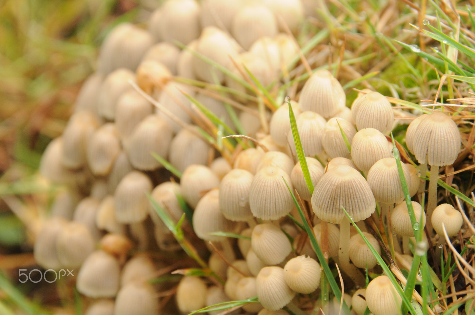 Nikon D300S sample photo. Wild mushrooms.jpg photography