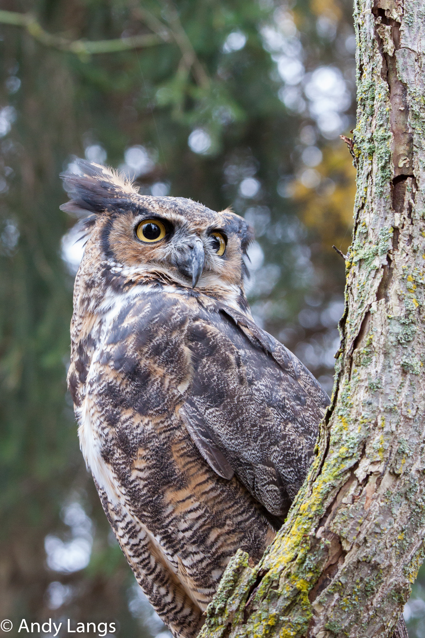 Canon EOS 50D + Canon EF 70-200mm F4L IS USM sample photo. Great horned owl photography