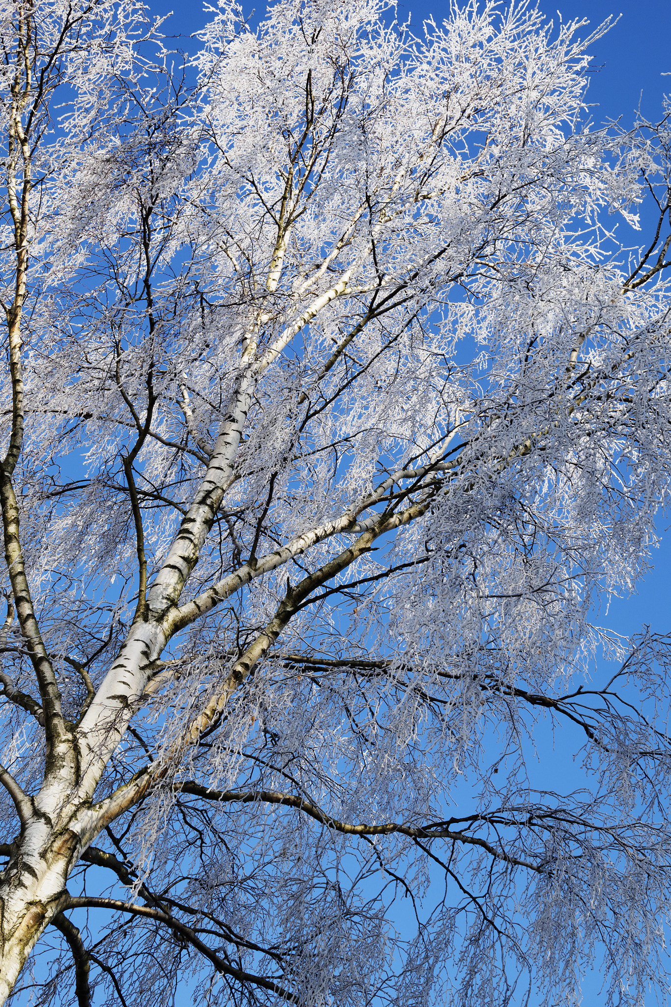 Olympus OM-D E-M1 + OLYMPUS M.25mm F1.2 sample photo. Icey tree photography